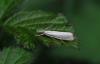 Agriphila straminella
